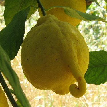 Orangeninitiative Solimondo